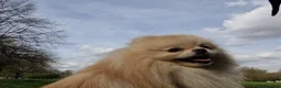 Pomeranian dogs for sale: Still Bullet Exclusive-Max - Advert 7