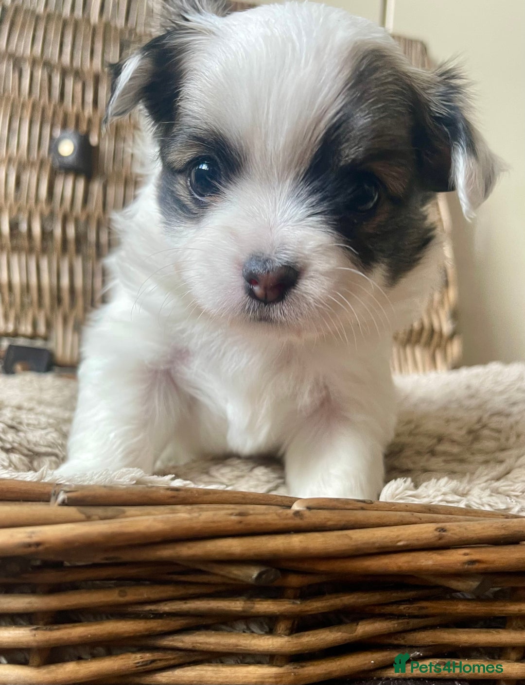 Chihuahua dogs for sale: BEAUTIFUL LONG COAT BOYS  - Advert 2