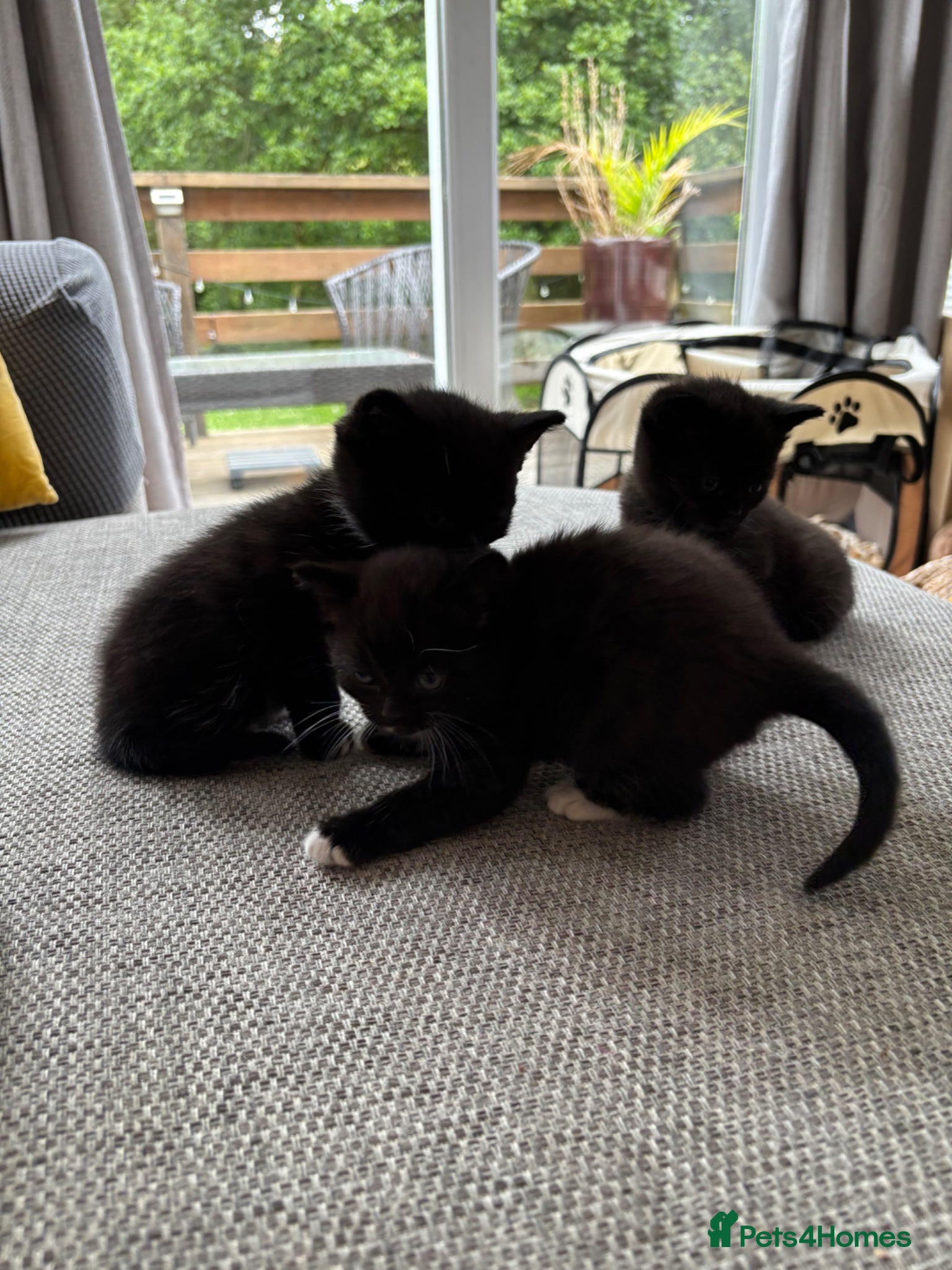 British Shorthair cats for sale: Adorable kittens for sale in Saltash - Advert 4