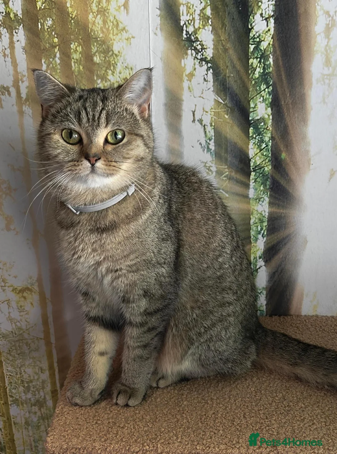 British Shorthair cats for sale: Beautiful GCCF Active Queen BSH - Advert 5