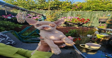 Chihuahua dogs - Advert 2
