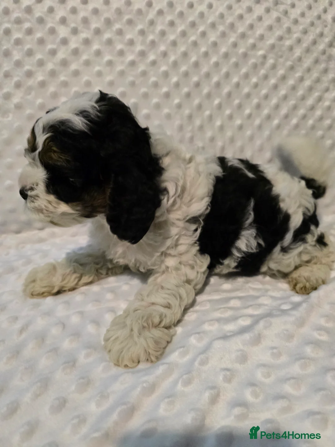 Cockapoo dogs for sale: Cockapoo puppies ready now - Advert 6