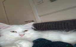 Maine Coon cats for sale: 7 month male main coon - Image 5