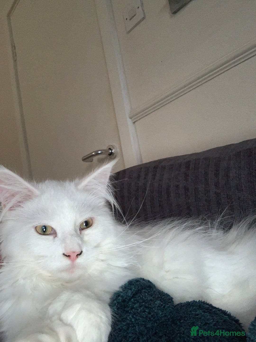 Maine Coon cats for sale: 7 month male main coon - Image 5