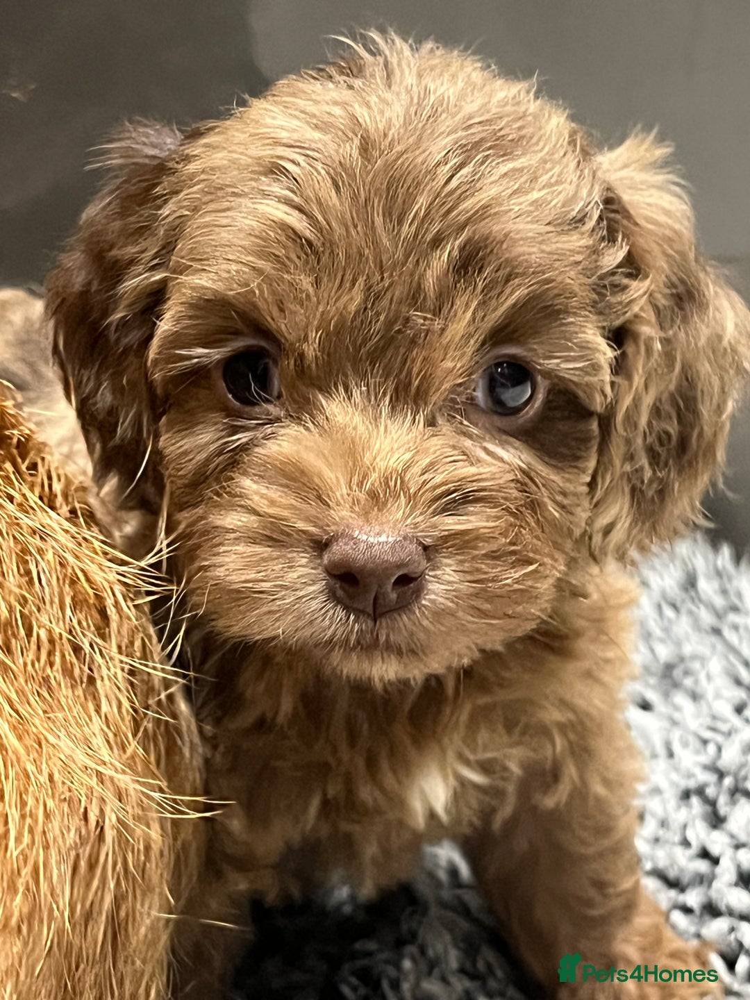 Cockapoo dogs for sale: 🩷READY TO LEAVE - Beautiful F1 Cockapoo pups  - Image 9