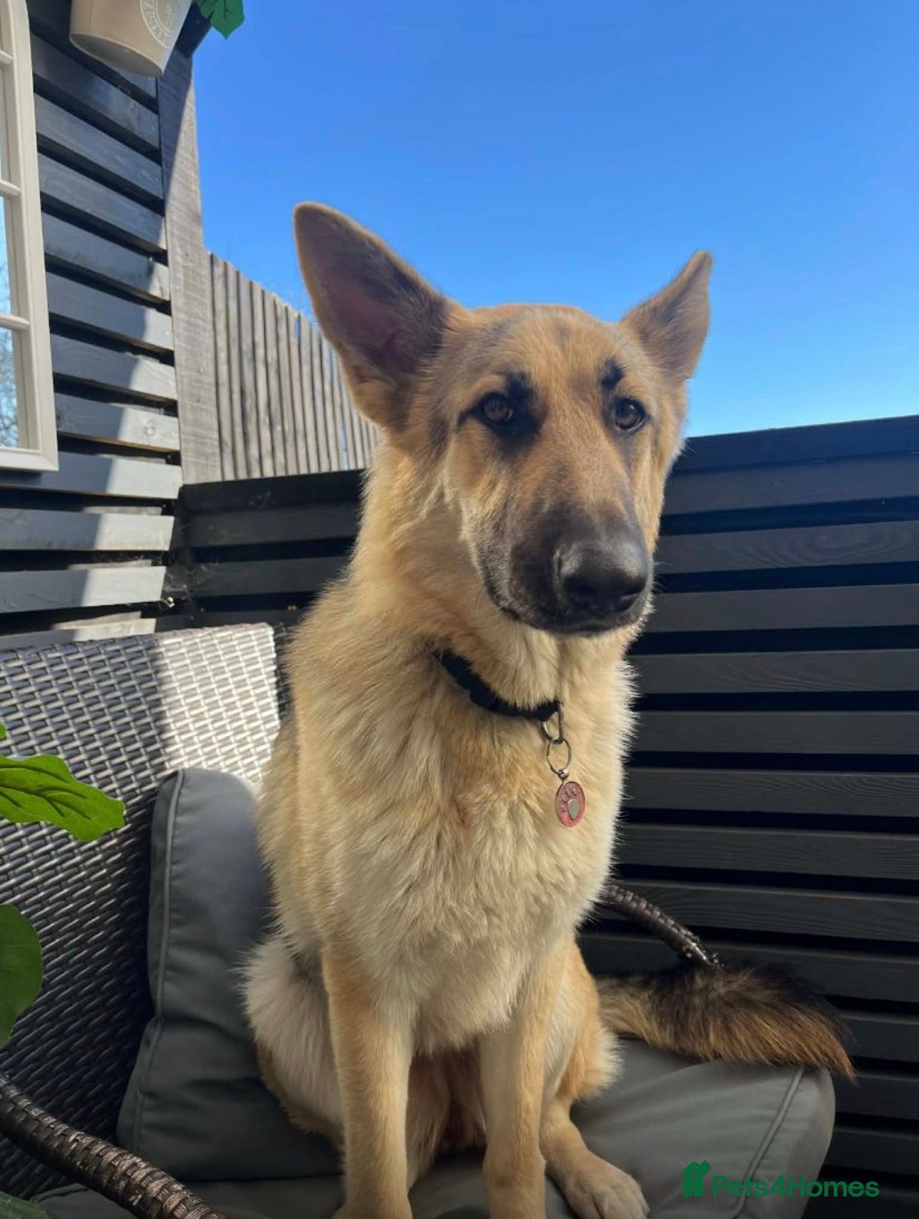 German Shepherd dogs Beautiful female shepherd looking for a new home - Advert 7