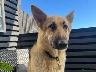 German Shepherd dogs Beautiful female shepherd looking for a new home - Advert 1