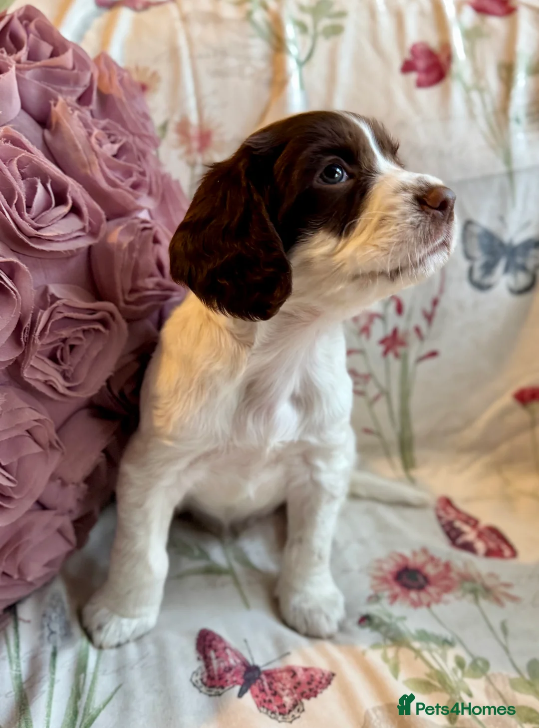 Sprocker dogs for sale: Beautiful Sprocker Spaniel pups  - Advert 5