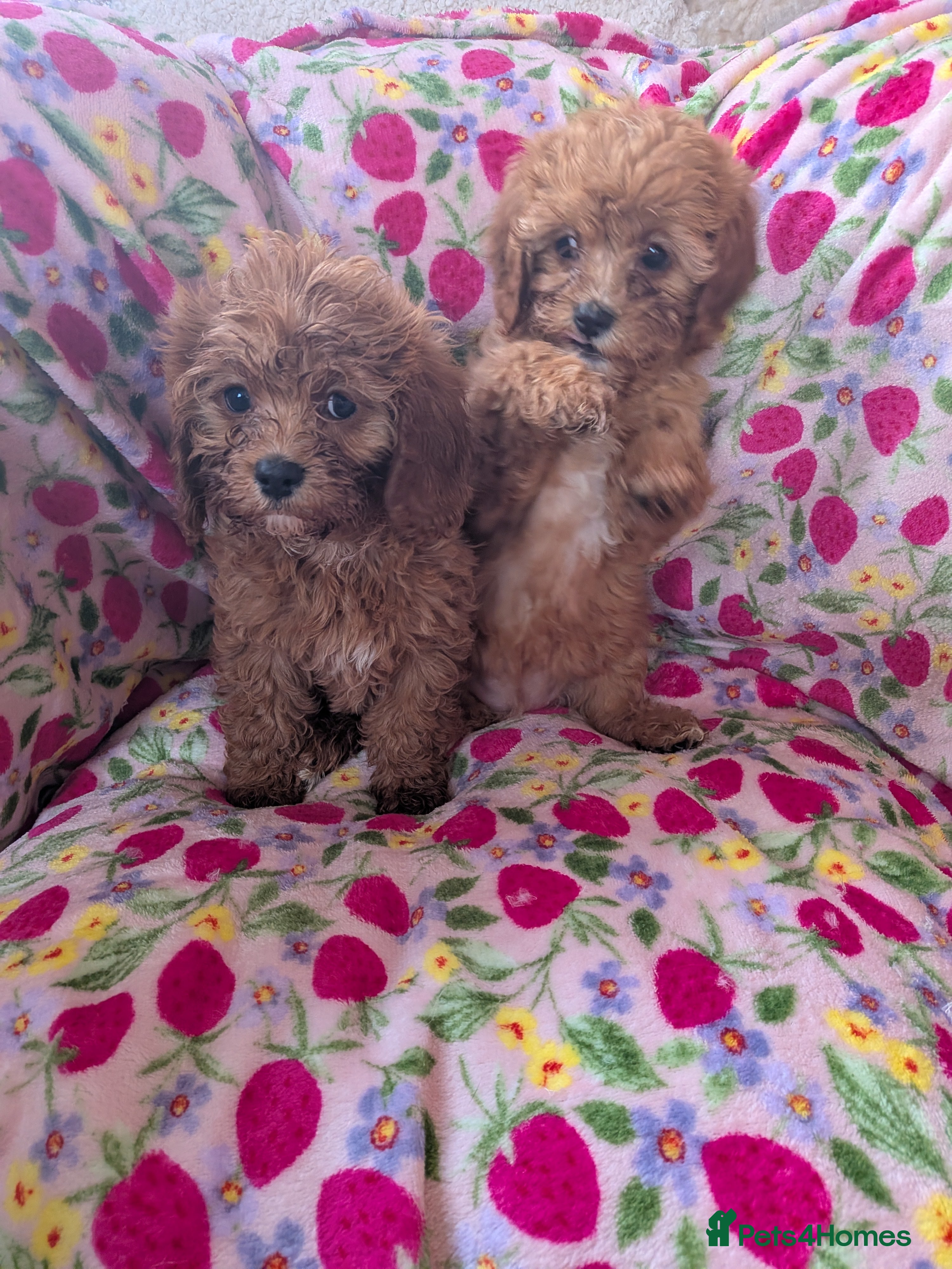 Cavapoo dogs 🌟 Stunning F1 cavapoo puppies 🌟 - Advert 4
