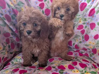 Cavapoo dogs 🌟 Stunning F1 cavapoo puppies 🌟 - Advert 4