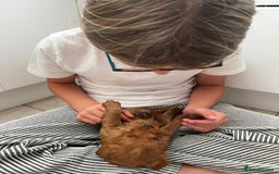 Labradoodle dogs for sale: Miniature Fox Red Labradoodles  - Image 6