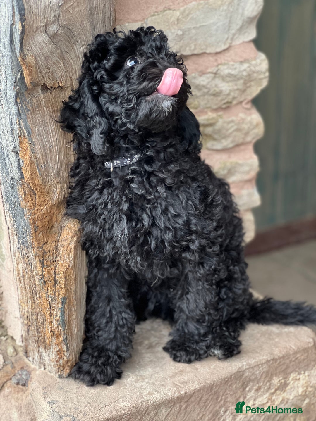 Mini Goldendoodle dogs for sale: Stunning mini F1bb Goldendoodles - Image 8