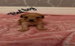 Cavapoo dogs for sale: F1 cavapoo puppies  - Image 1