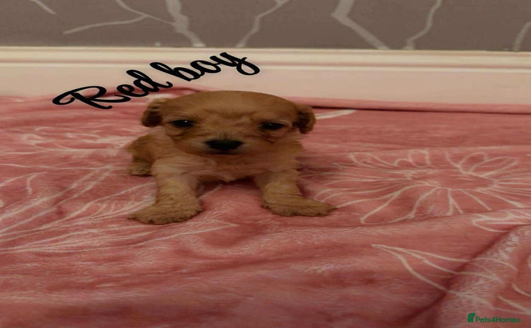 Cavapoo dogs - Advert 1