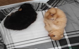 Pomeranian dogs for sale: Pomeranian girls  - Image 7