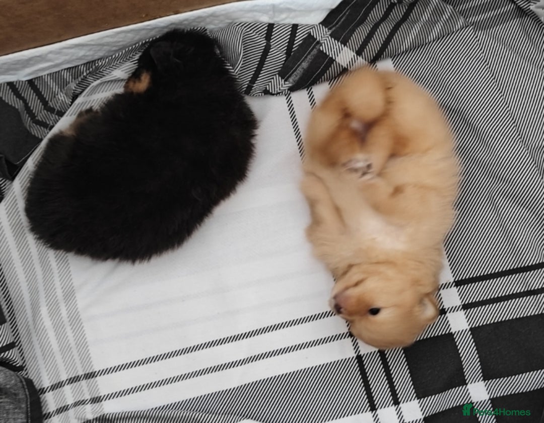 Pomeranian dogs for sale: Pomeranian girls  - Image 7