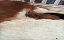 Cavalier King Charles Spaniel dogs for sale: Ruby boys kc cavalier King Charles puppies  - Image 9