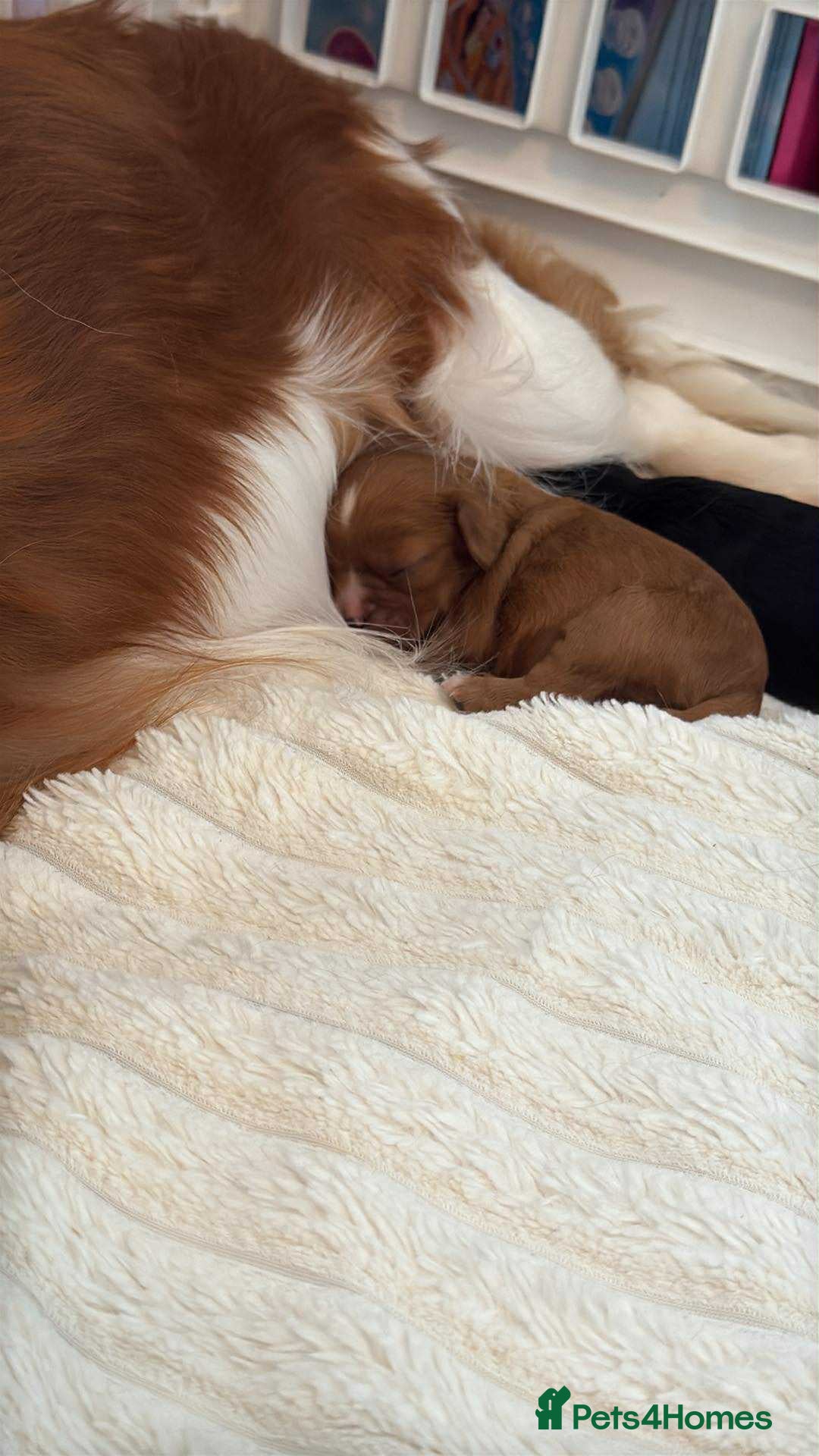 Cavalier King Charles Spaniel dogs for sale: Ruby boys kc cavalier King Charles puppies  - Image 9