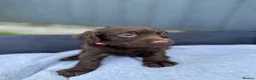 Cocker Spaniel dogs for sale: Working Cocker Spaniel Puppies  - Advert 9