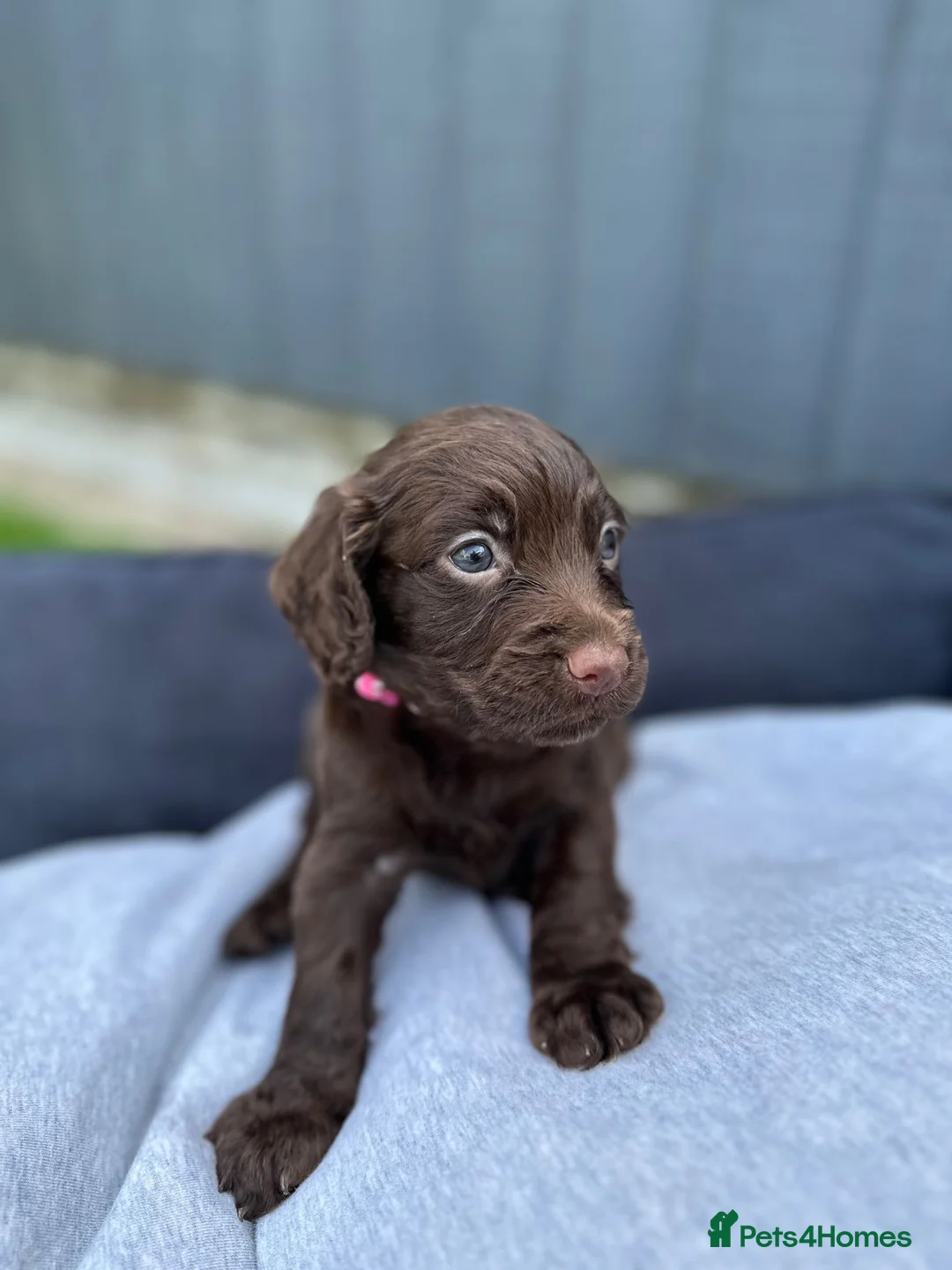 Cocker Spaniel dogs for sale: Working Cocker Spaniel Puppies  - Advert 9