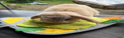Mini Lop rabbits for sale: Mini lop  - Advert 3