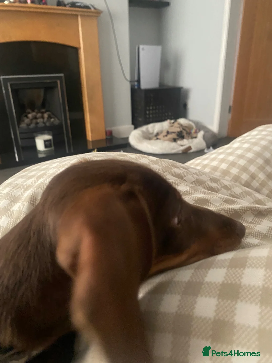 Dachshund dogs for sale: Pete the sausage dog  in Seaham - Advert 2