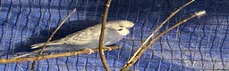 Budgerigars birds for sale: 3 boy budgies for sale  - Advert 11