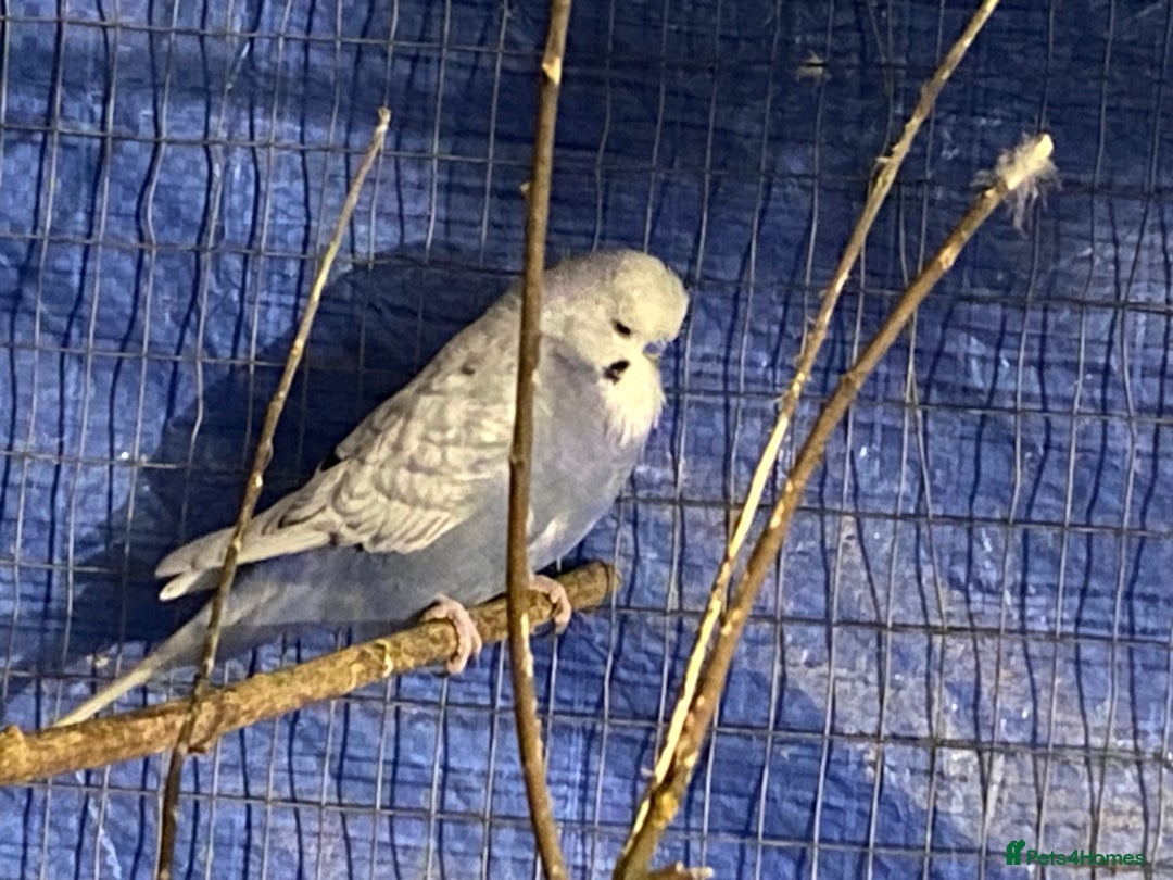 Budgerigars birds for sale: 3 boy budgies for sale  - Advert 11
