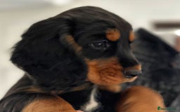 Cocker Spaniel dogs for sale: Upcoming Litter: KC Working Cocker Puppies - Image 14