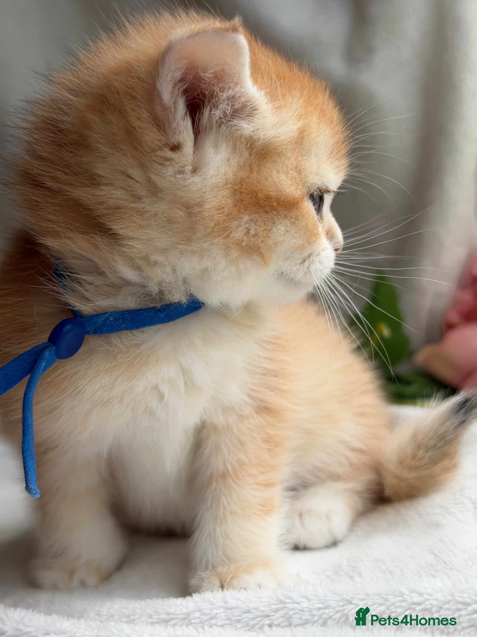 British Shorthair cats for sale: British shorthair golden adorable kitten GCCF  - Advert 7