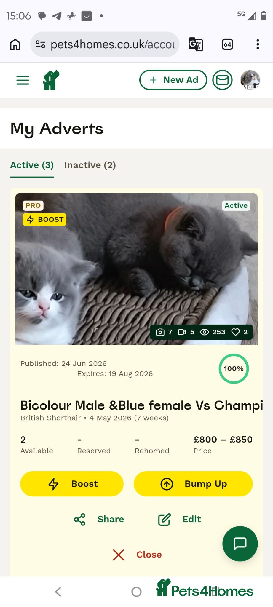 British Shorthair cats Magnificent litters Vs Outsdanding champion lines. - Advert 2
