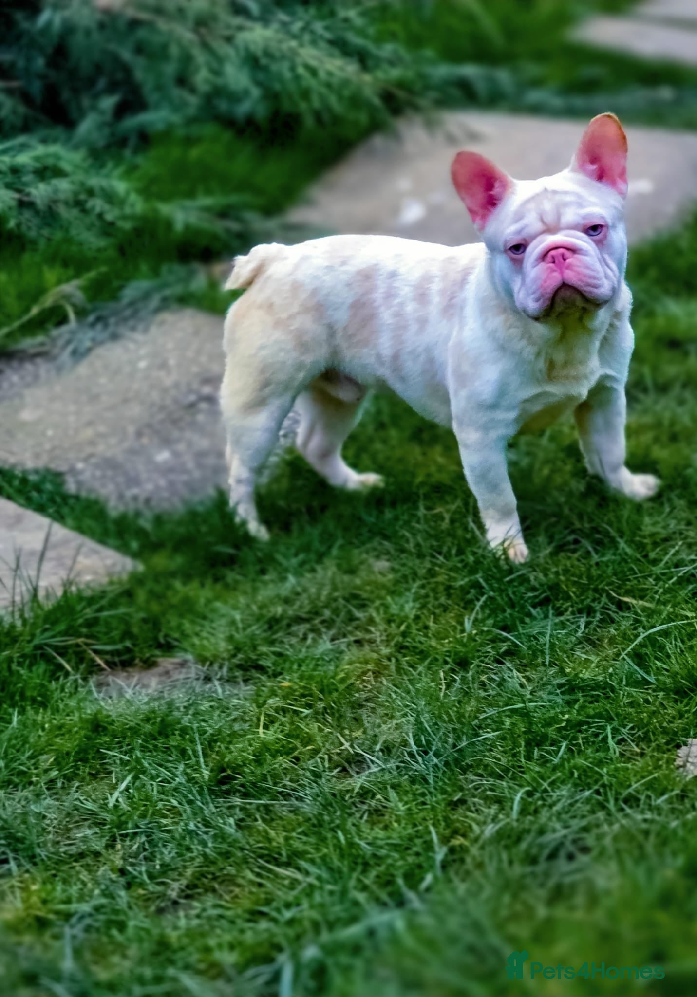 French Bulldog dogs 🚨 RARE DNA ALERT 🚨 - Advert 2