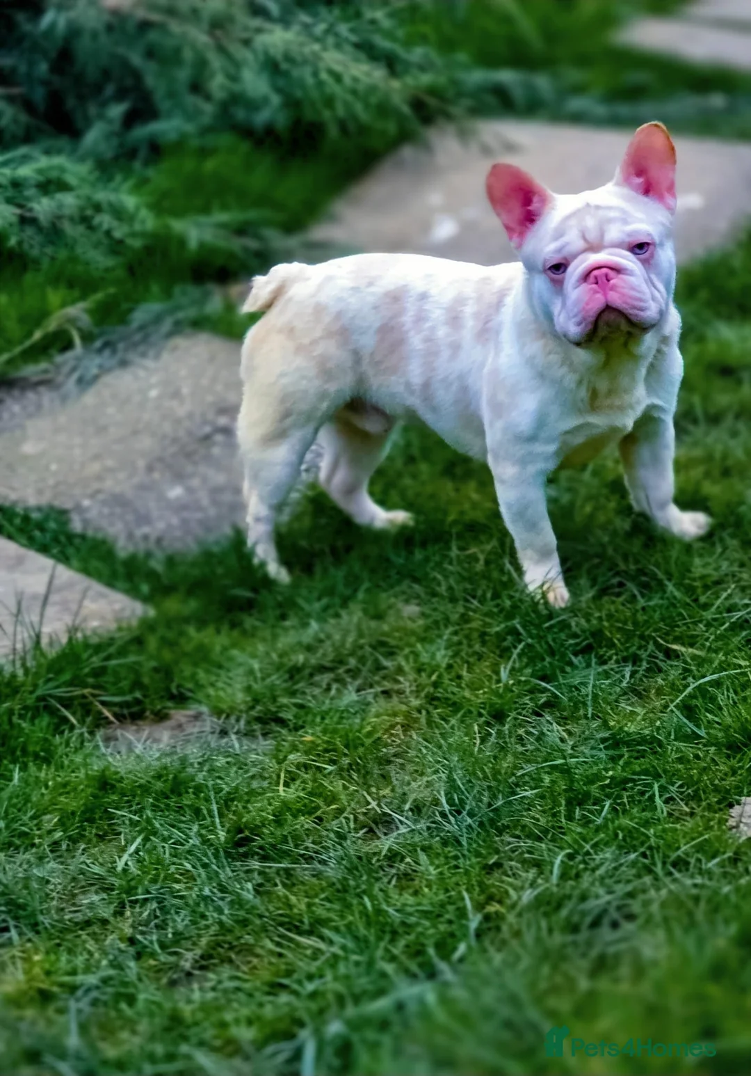 French Bulldog dogs for stud: 🚨 RARE DNA ALERT 🚨 - Advert 2