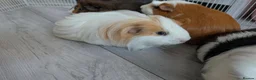 Guinea Pig rodents for sale: 4 bonded male guinea pigs - Advert 5