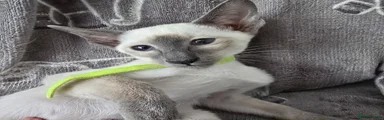 Siamese 1