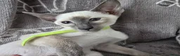 Siamese cats for sale: Adorable siamese kittens. in Blackwood - Advert 6