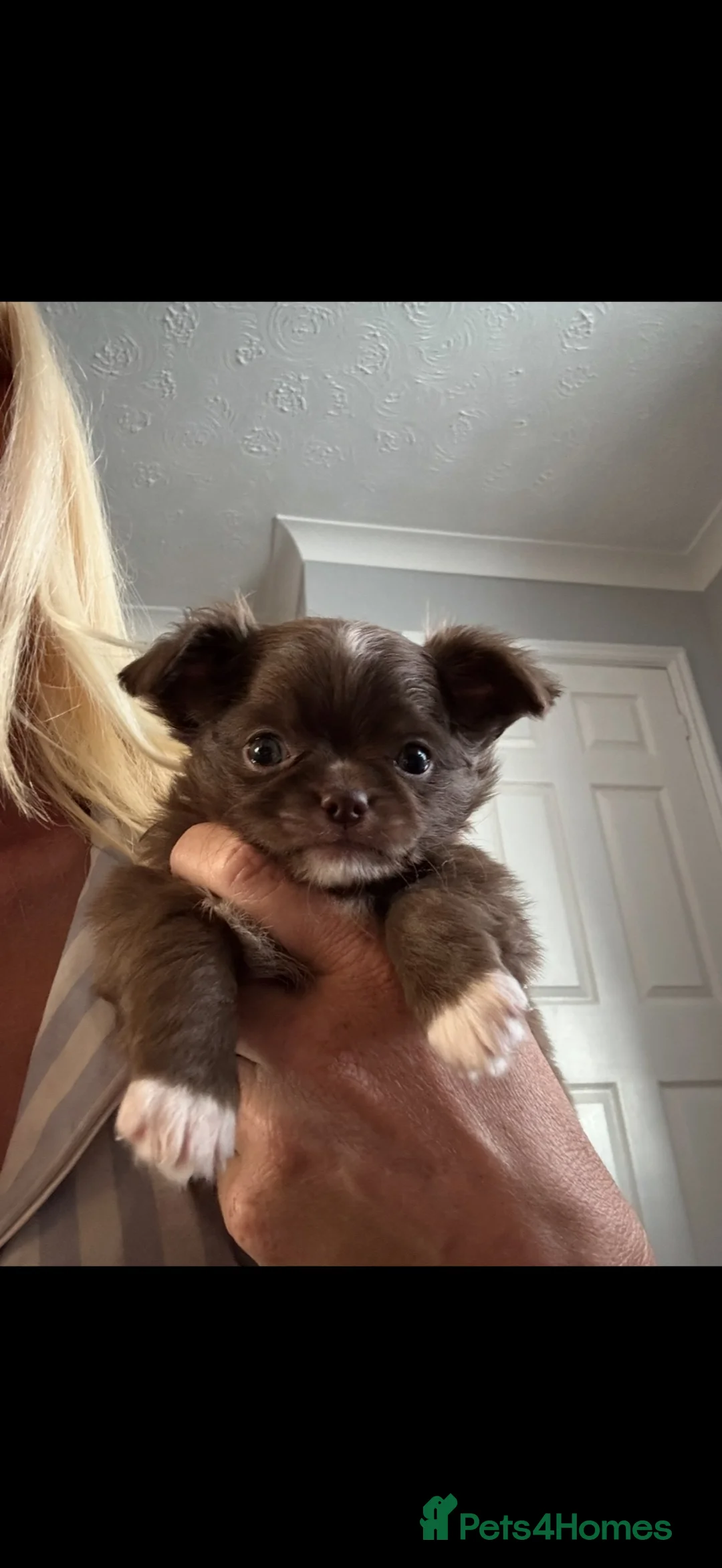 Chihuahua dogs for sale: Stunning chihuahua pups READY TO LEAVE  - Advert 4