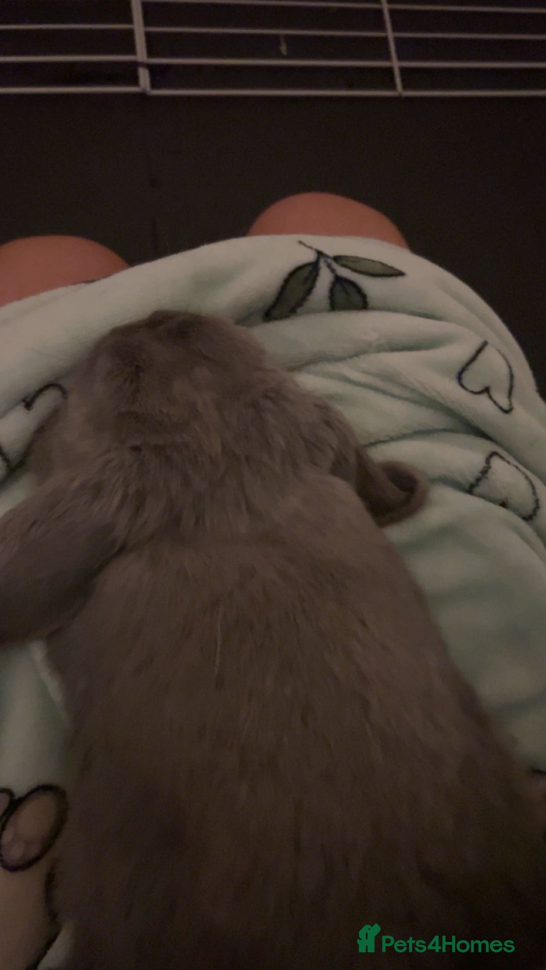 Mini Lop rabbits for sale: Nibbles the mini lop - Image 3