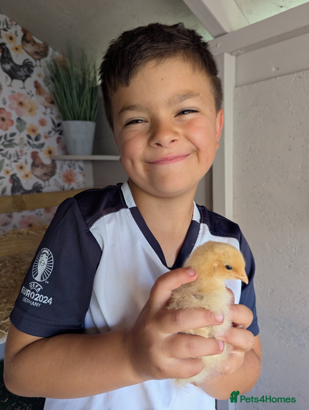 Chickens poultry for sale: 4 Buff Orpington Cockerels 6 weeks old - Image 8