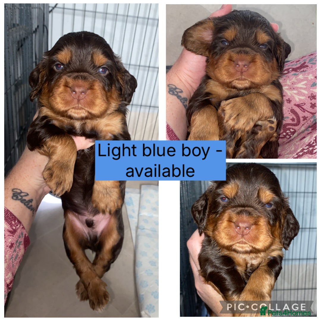 Cocker Spaniel dogs for sale: Beautiful litter - working cocker spaniels ❤️ - Image 12