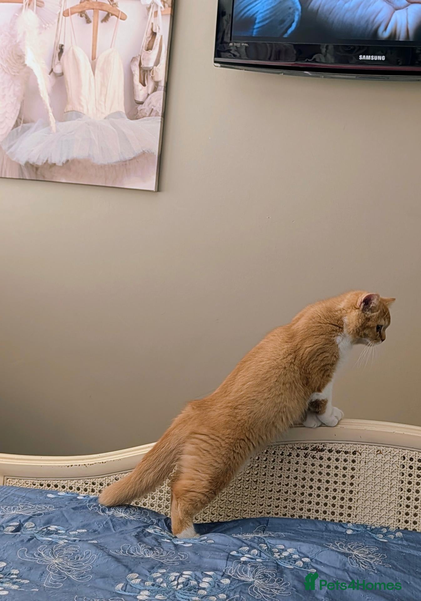 British Shorthair cats 💖👍 Ready Now👍BSH Boy And Girl😻 - Advert 2