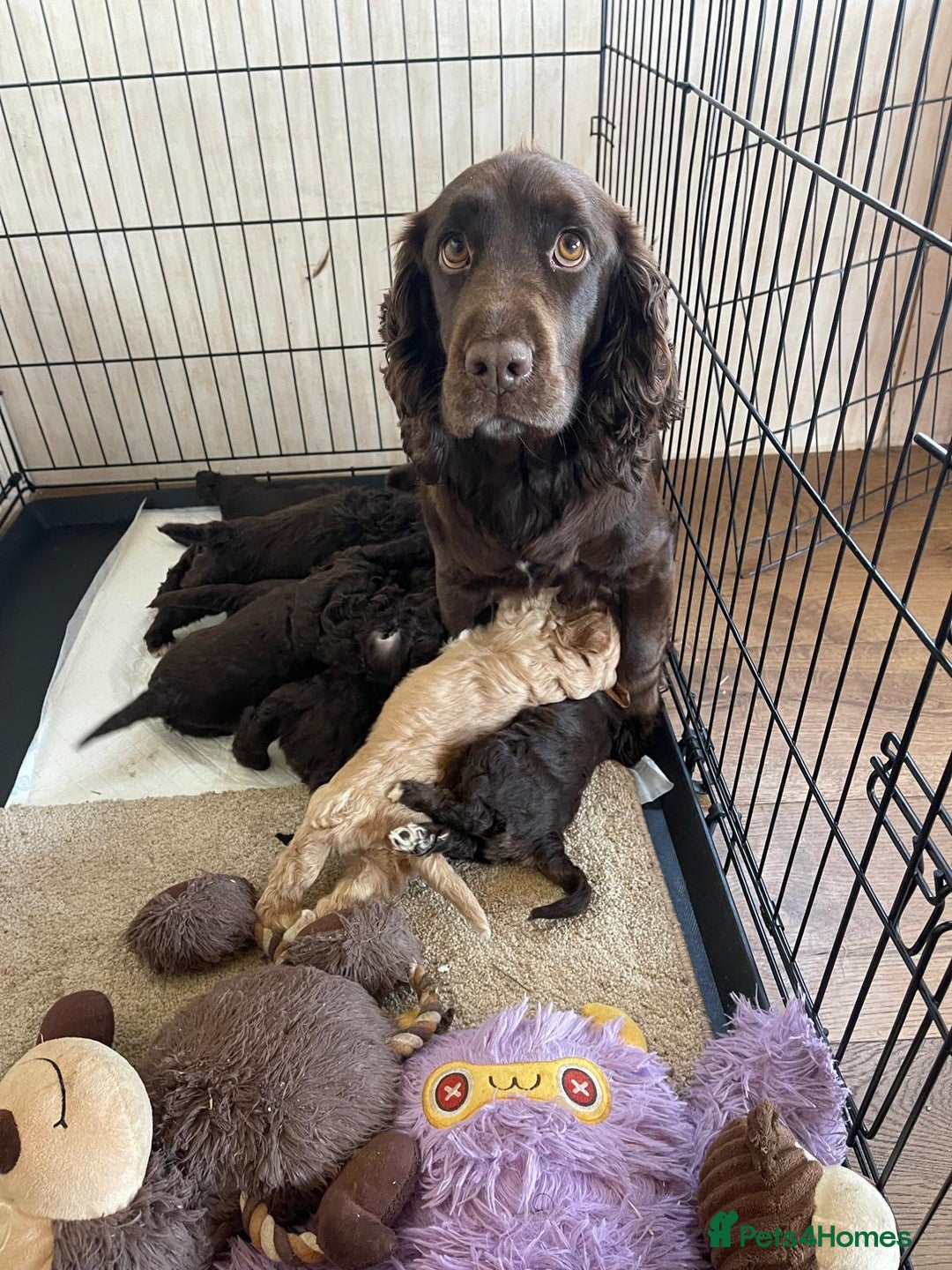 Cockapoo dogs for sale: Cockerpoo puppies  - Advert 8