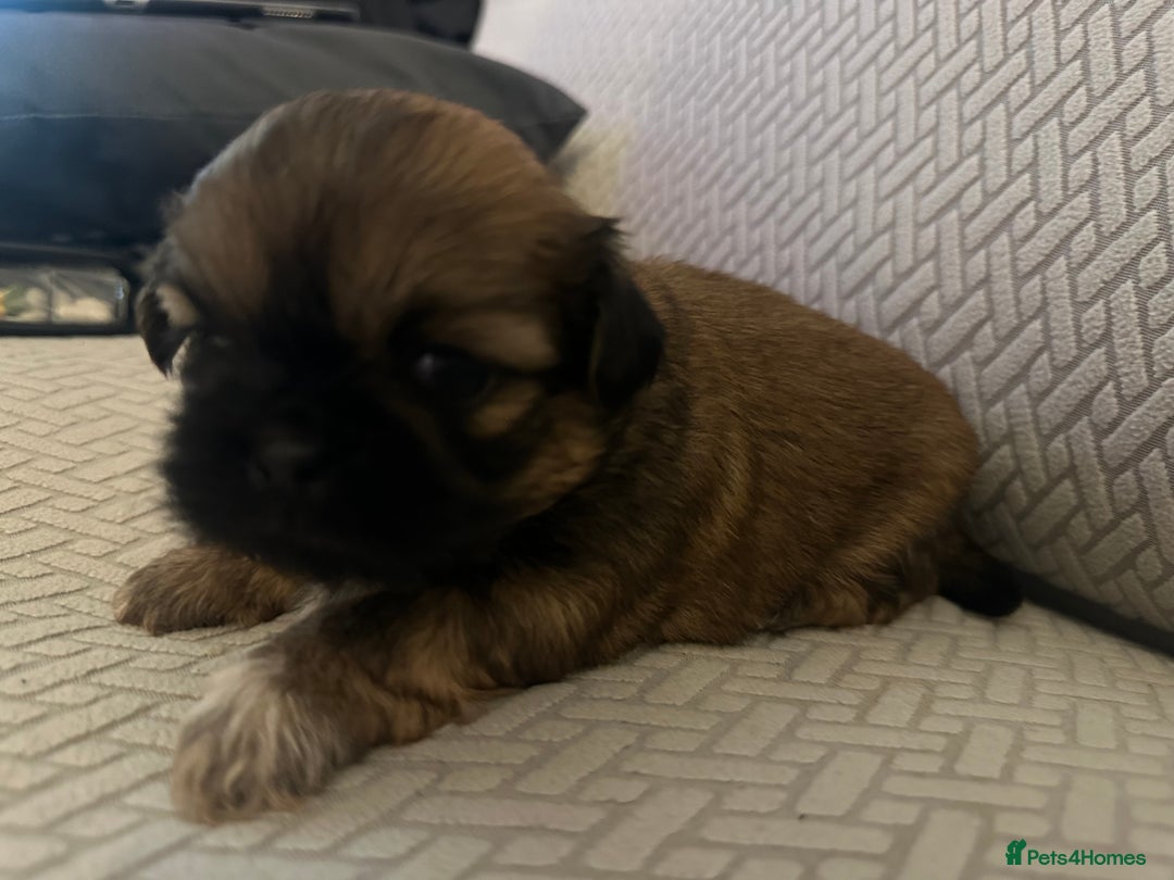 Shih Tzu dogs for sale: Beautiful Shih Zu Puppies  - Image 10