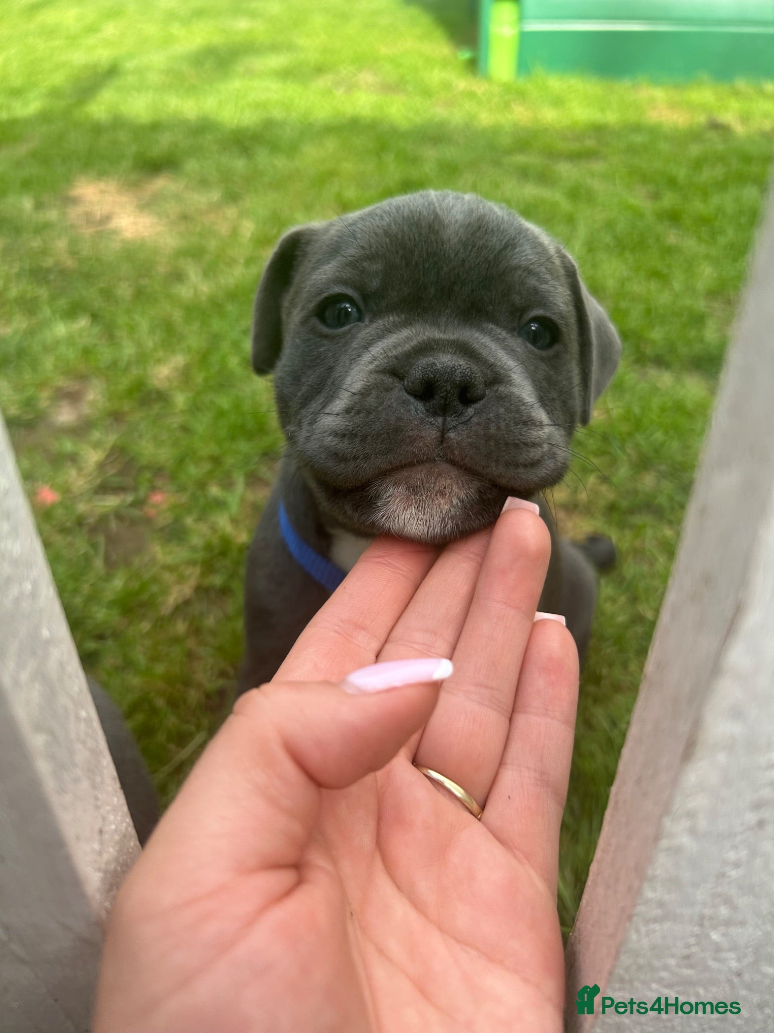 Staffordshire Bull Terrier dogs 👉 KC Blue Staffy Puppies – DNA Clear🔥 - Advert 17