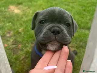 Staffordshire Bull Terrier dogs 👉 KC Blue Staffy Puppies – DNA Clear🔥 - Advert 17