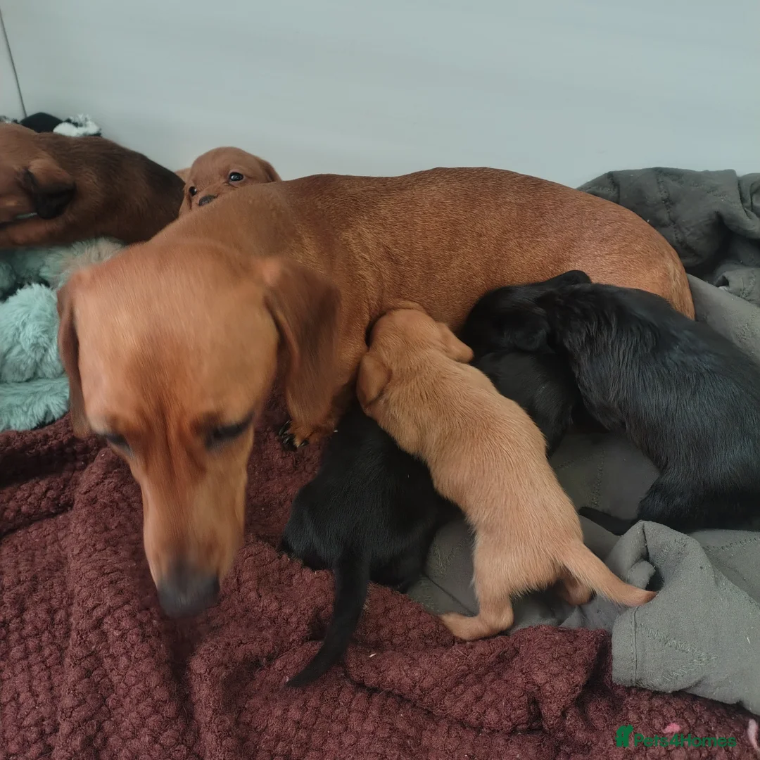 Doxiepoo dogs for sale: Doxipoo  - Advert 2