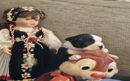 Boston Terrier dogs for sale: Boston Terrier 5* puppies - Image 31