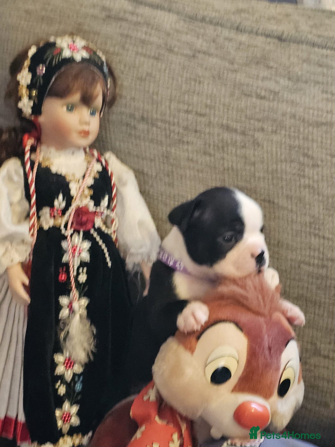 Boston Terrier dogs for sale: Boston Terrier 5* puppies - Image 31