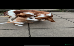Cavalier King Charles Spaniel dogs for sale: Cavalier kcs health tested parents licensed  - Image 11