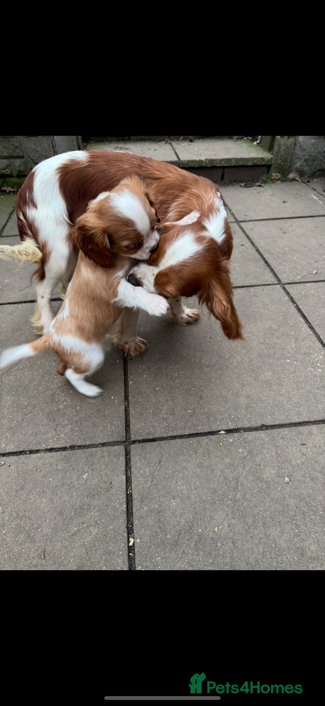 Cavalier King Charles Spaniel dogs for sale: Cavalier kcs health tested parents licensed  - Image 11